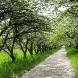 Kada saditi sadnice voćaka u proleće